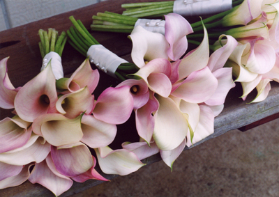 cluster of pale pink mini calla lilies for Maui wedding