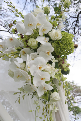 orchid sprays for wedding canopy