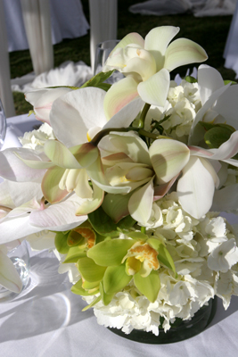 green cymbidium orchids