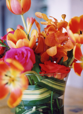 vanda orchids in orange with spots