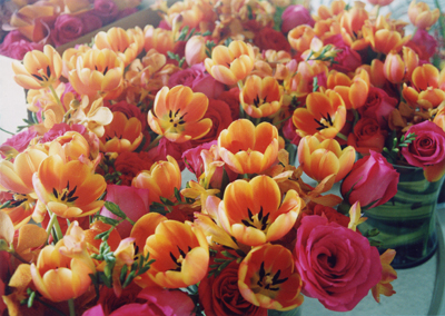 orange tulips in maui