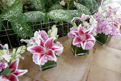 star gazer lilies