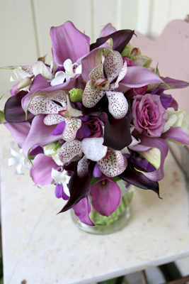 sotted lavender vanda orchids