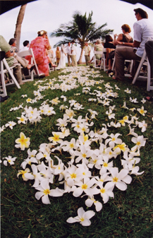 plumeria bridal path